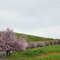 Lime Ridge Open Space