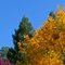 Autumn Below the Redwoods