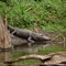 Loxahatchee River - Aligator