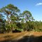 Cypress Creek Natural Area