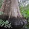 Giant Cypress on Kitching Creek Tributary