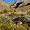 -Texas- El Paso / McKelligon Canyon (1959)