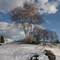 Mt Hood Birch