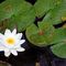 Water lily and beetle