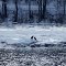 Bald Eagles on the Ice