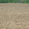Ready to plant, London, Michigan