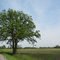 A Tree shadow on Ostrander Rd, London, Michigan