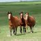 Wild Horses