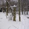 Towner's Woods, Kent Ohio
