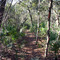 Florida Trail View
