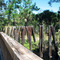 Old Flagler Railroad Bridge Supports