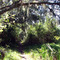 Spanish Moss Over Trail