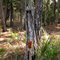 Old Turpentine Tree With Turpentine Pot (Created Using Old Tree And Pot Found)