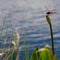 The Dragonfly  -  © Thor Ostensen