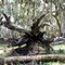 Fallen Tree Root Sculpture