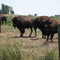 Buffalo