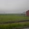 A foggy farm.