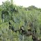 Texas Cactus
