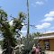 27 foot Blue Agave - blooms only once - compliment of a friend