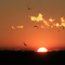 Sunrise and gulls