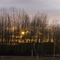 Sunset through Black Cottonwoods