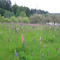 Lupins at Weyerhaeuser
