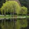 Willows on the Lake