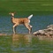Fawn in Water