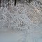 Arbor Vitae Snow