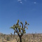 Joshua Tree, Twenty Nine Palms
