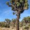 Indian Cove Joshua Forest