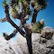 Joshua Tree - in der Mojave Wüste