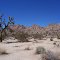Joshua Trees in The Park
