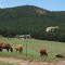 Horse Farm near Perry Park, CO
