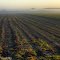Furrows