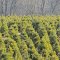 Trees waiting for the next Christmas in a farm
