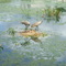 Sandhill Cranes with Chicks