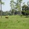 Cattle ranching S Florida style