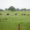 Wild hogs near Arcadia Fl