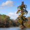 Cypress on the Peace River, Florida