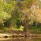 Peace River Landscape, Florida