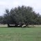 Live Oak tree toppled over and still alive, Pine Level Fla (1-22-2011)