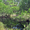 Pond in the woods