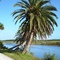 palm trees alongside bulow creek,  Mound Grove, Florida (11-25-2007)