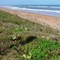 undeveloped coastline, near Mound Grove, Florida (11-25-2007)