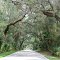 one of the longest & most dramatic canopy roads in Florida, Old Dixie Hwy (8-29-2011)