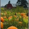 The Pumpkin Patch
