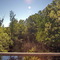 2009 Along Florida US 19 "Fenholloway River"