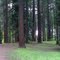 Disc Golf Course