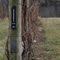 Grape Vine